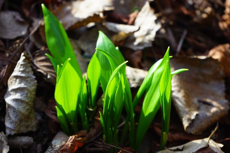 Wild garlic plant